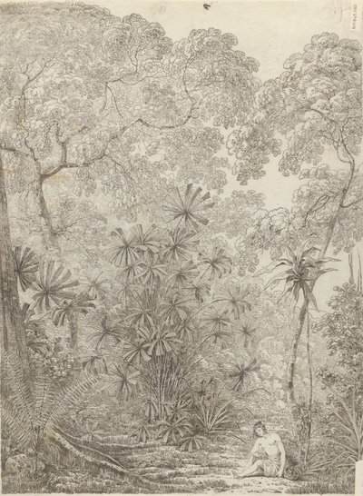 La Palma a Ventaglio di Cracatoa da John Webber