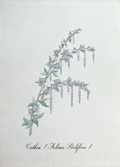 Catkin (Felina Prolifica.), illustrazione da 