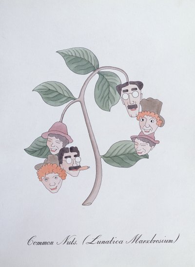 Noci comuni, illustrazione da 