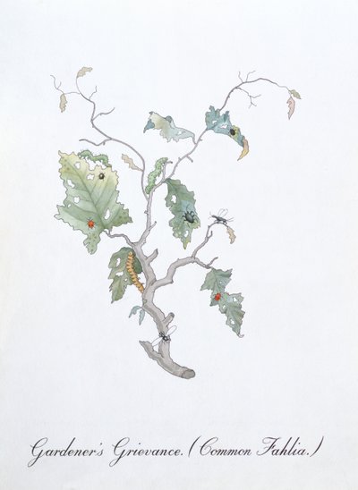 Grievance del giardiniere (Common Fahlia), illustrazione da 
