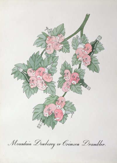 Mountain Dewberry o Crimson Drambler, illustrazione da 