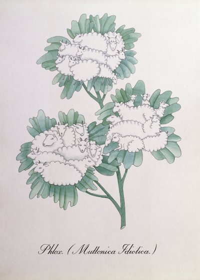 Phlox. (Muttonica Idiotica), illustrazione da 