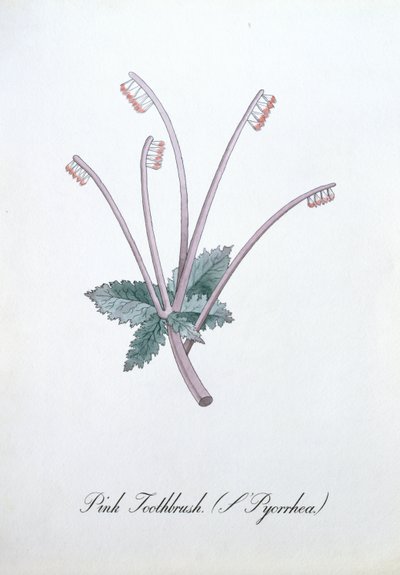 Pink Toothbrush (L