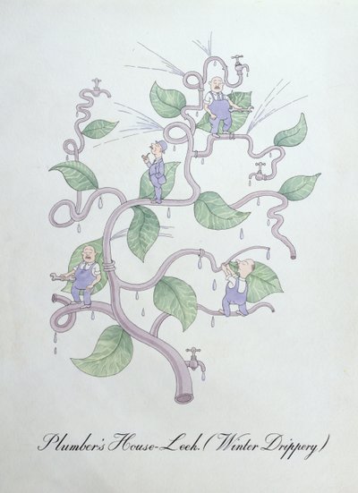 House-Leek del idraulico (Water Drippery), illustrazione da 