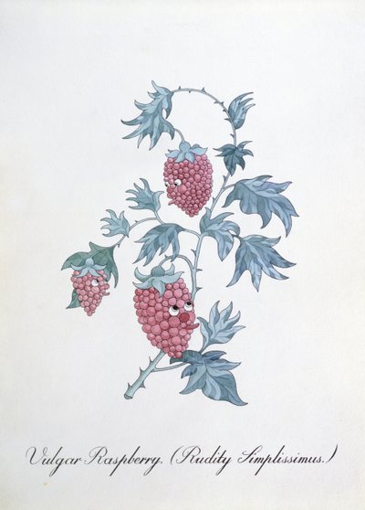 Lampone volgare (Rudity Simplissimus), illustrazione da 