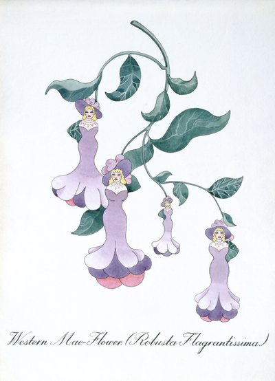 Western Mae-Flower (Robusta Flagrantissima), illustrazione da 
