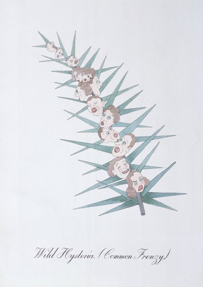 Isteria selvaggia, illustrazione da 