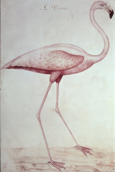 Fenicottero da John White