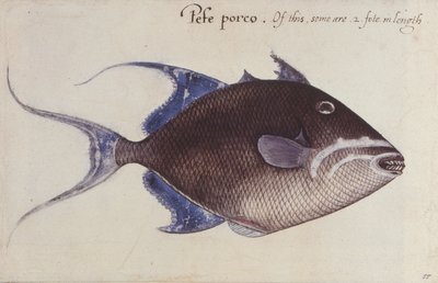 Pesce Balestra da John White