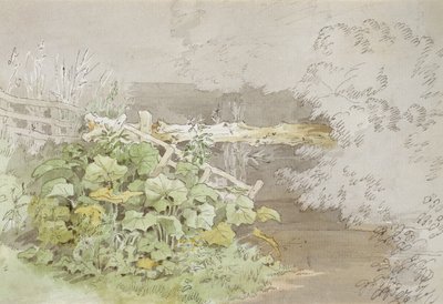 Piante di Darsena presso un Ruscello Ombreggiato da John White Abbott