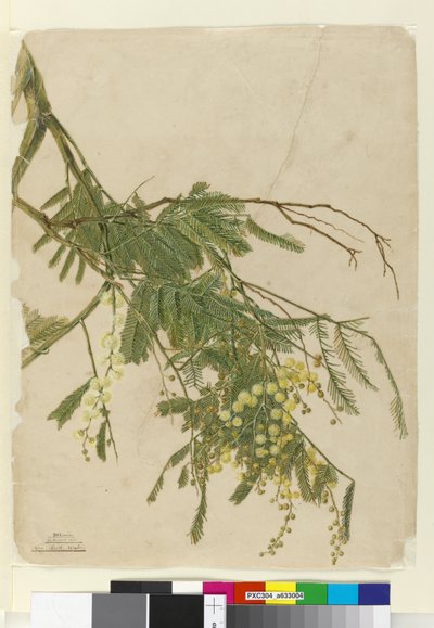 Acacia, 1805 da John William Lewin