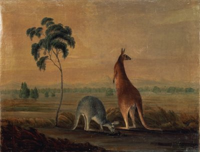 Canguri in un Paesaggio, c.1819 da John William Lewin