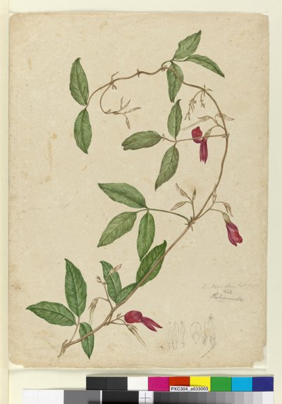 Kennedia rubicunda, c.1803-06 da John William Lewin