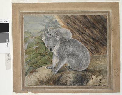 Koala e cucciolo, 1803 da John William Lewin