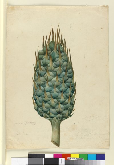 Macrozamia, c.1803-06 da John William Lewin