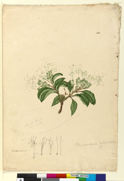 Pagina 100. Clerodendrum tomentosum da John William Lewin