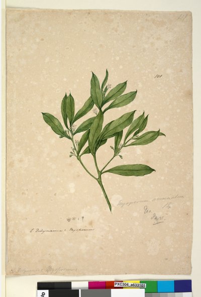 Pagina 101. Myoporum acuminatum da John William Lewin