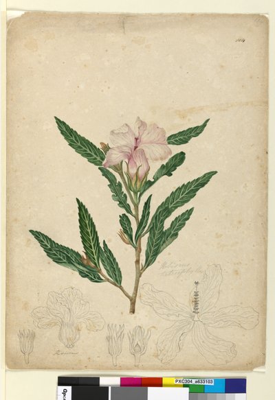Pagina 104. Hibiscus heterophyllus da John William Lewin