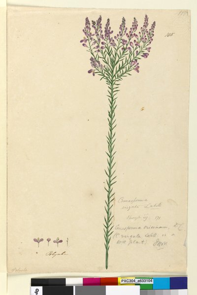 Pagina 105. Comesperma ericinum da John William Lewin