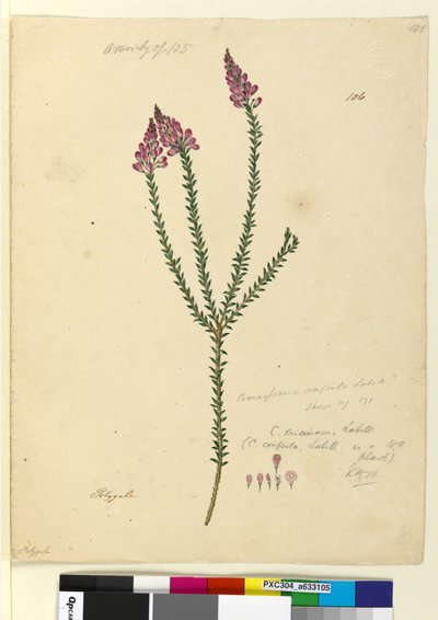 Pagina 106. Comesperma ericinum da John William Lewin