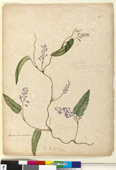 Pagina 107. Glycine bimaculata Glycine tabacina? da John William Lewin