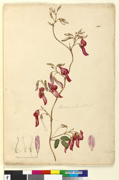 Pagina 108. Kennedia rubicunda da John William Lewin