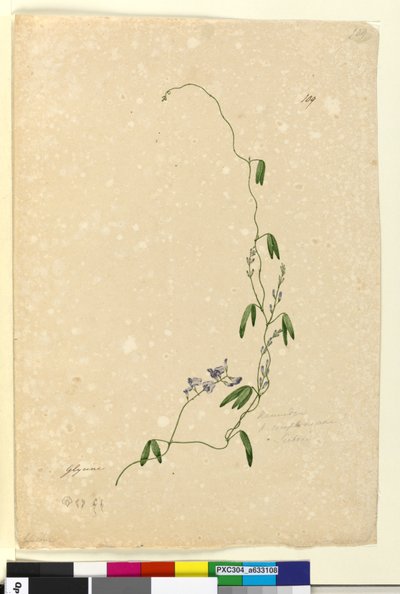 Pagina 109. Kennedia comptoniana Hardenbergia comptoniana da John William Lewin