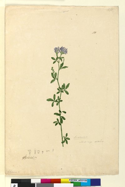 Pagina 110. Medicago sativa da John William Lewin