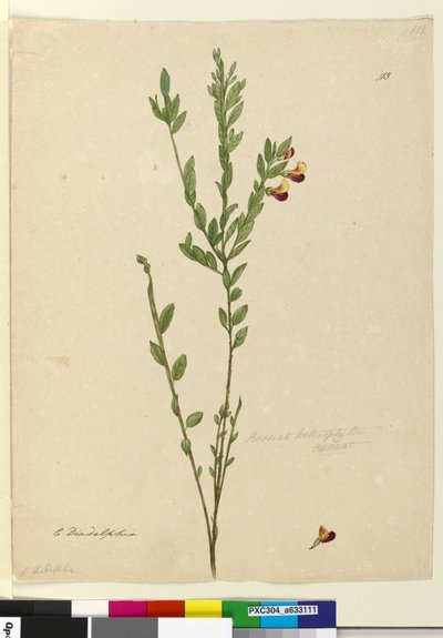 Pagina 113. Bossiaea heterophylla da John William Lewin