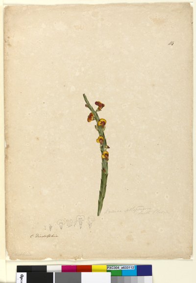 Pagina 114. Bossiaea scolopendria da John William Lewin