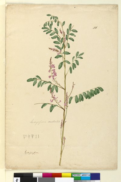 Pagina 116. Indigofera australis da John William Lewin