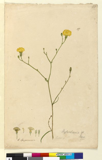 Pagina 117. Hypochaeris da John William Lewin
