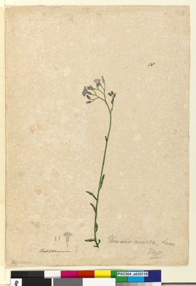 Pagina 118. Vernonia cinerea da John William Lewin
