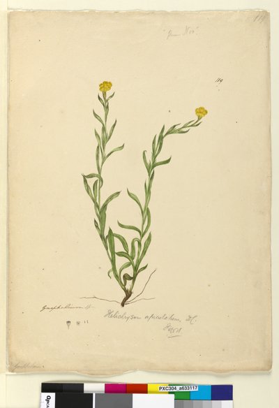 Pagina 119. Helichrysum apiculatum Chrysocephalum apiculatum da John William Lewin