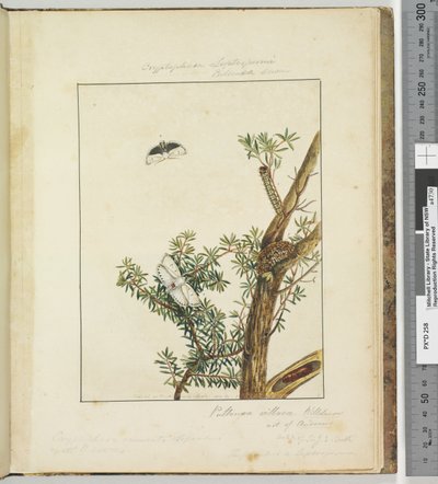 Pagina 11. Tavola 3 Cryptophasa Septosfermi Pultenae Lewin, 1803-04 da John William Lewin