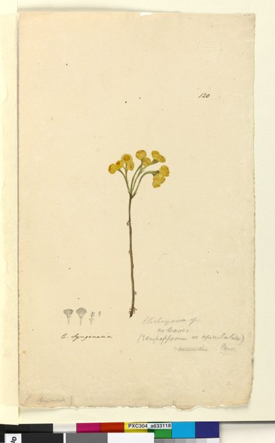 Pagina 120. Elichrysum da John William Lewin