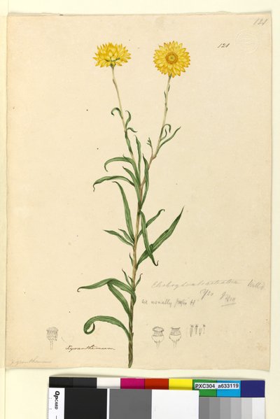 Pagina 121. Elichrysum bracteatum da John William Lewin