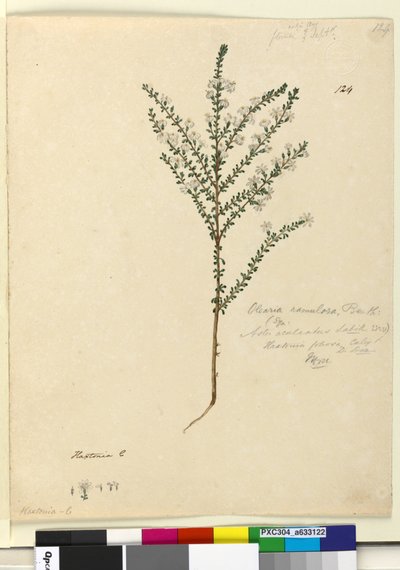 Pagina 124. Olearia ramulosa da John William Lewin
