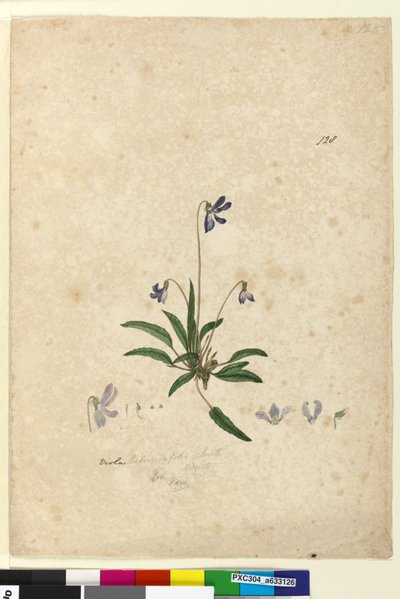 Pagina 128. Viola betonicifolia da John William Lewin