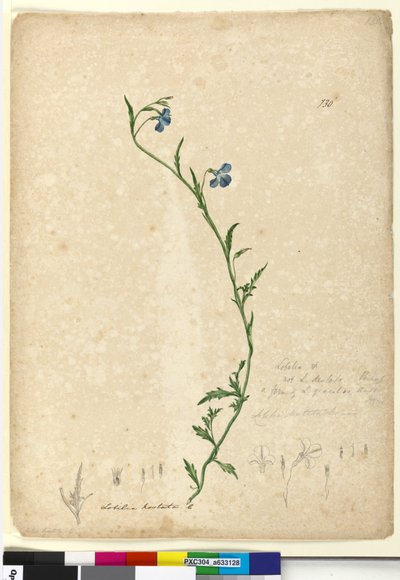 Pagina 130. Lobelia hostata Lobelia gracilis da John William Lewin
