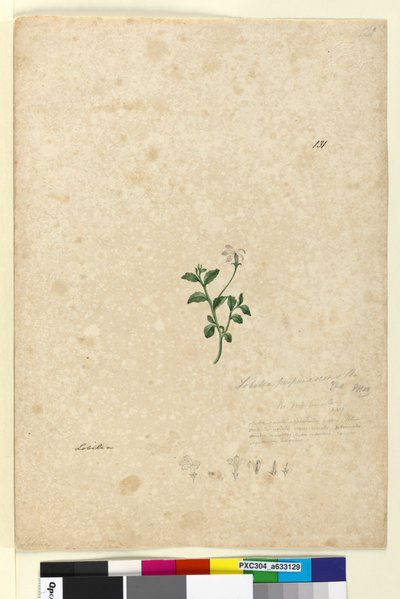 Pagina 131. Lobelia purpurascens da John William Lewin