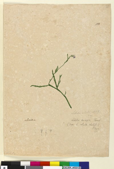 Pagina 132. Lobelia alata da John William Lewin