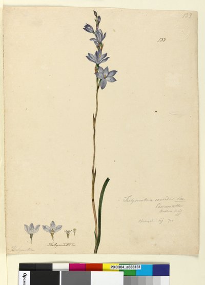 Pagina 133. Thelymitra ixioides da John William Lewin