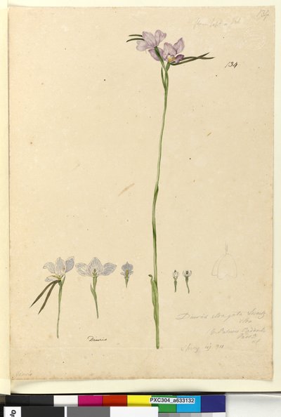 Pagina 134. Diuris elongata da John William Lewin