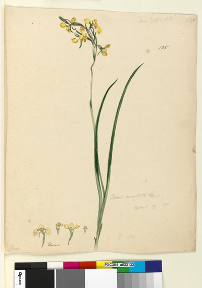 Pagina 135. Diuris maculata da John William Lewin