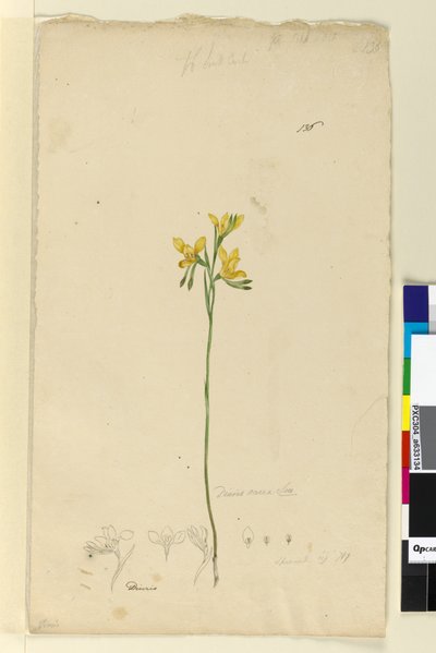 Pagina 136. Diuris aurea da John William Lewin