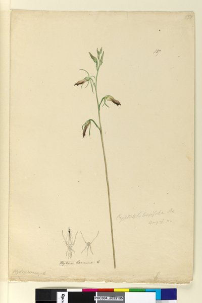 Pagina 137. Cryptostylis longifolia da John William Lewin