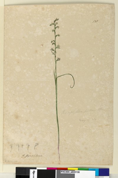 Pagina 138. Prasophyllum patens da John William Lewin