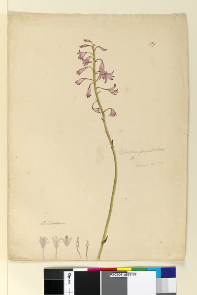 Pagina 139. Dipodium punctatum da John William Lewin