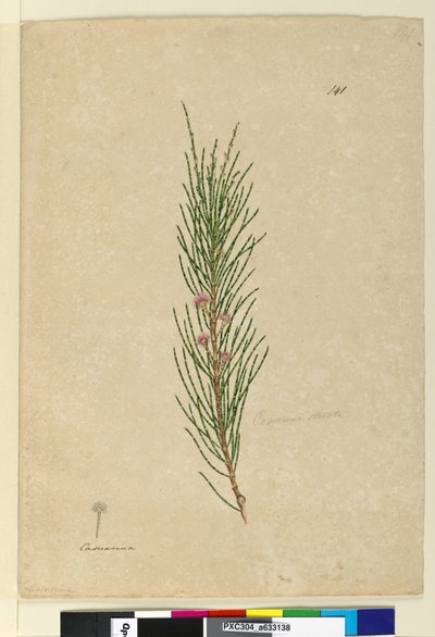 Pagina 141. Casuarina stricta Allocasuarina verticillata da John William Lewin